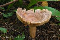 Lactarius pseudoflexuosus image