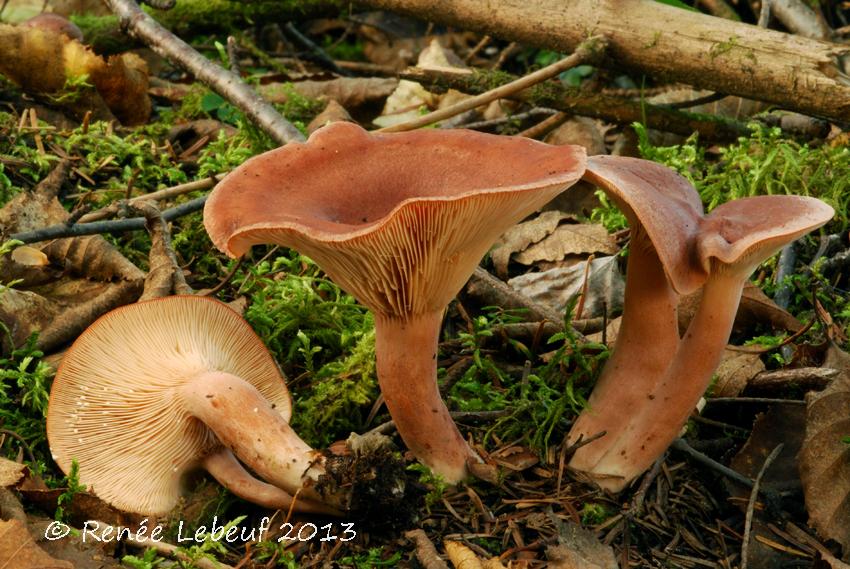 Lactarius rufus image