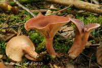 Image of Lactarius rufus