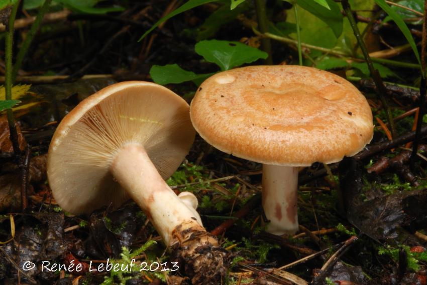 Lactarius vinaceorufescens image