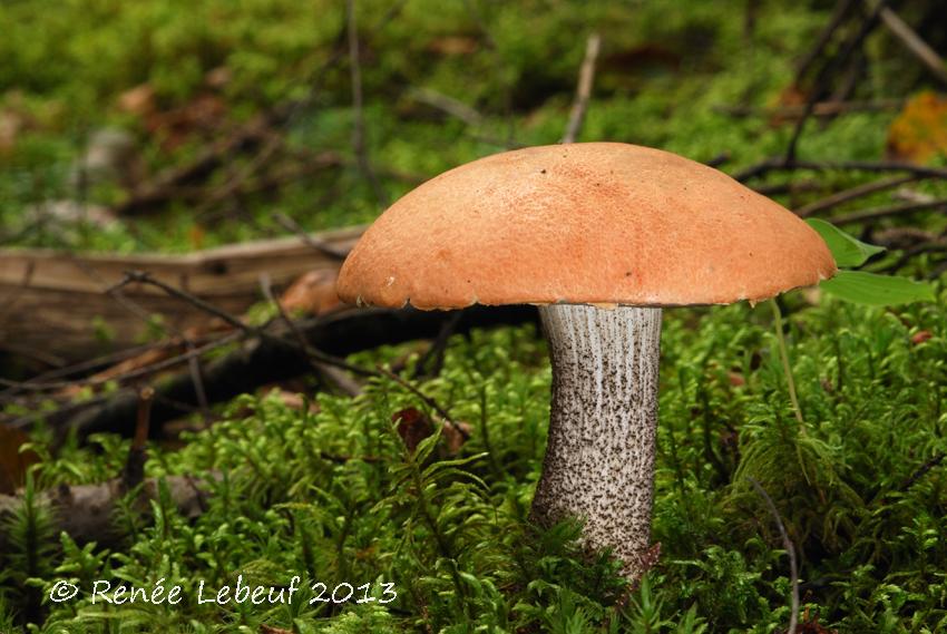 Leccinum versipelle image