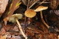 Lepiota boudieri image