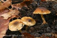 Lepiota boudieri image