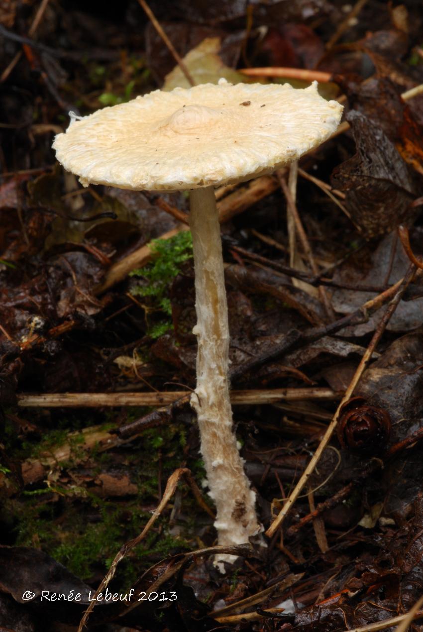 Lepiota clypeolaria image