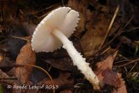 Lepiota clypeolarioides image