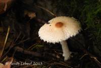 Lepiota clypeolarioides image