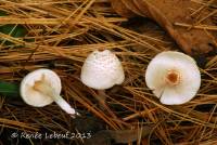 Lepiota cristata image