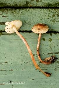 Lepiota echinella var. echinella image