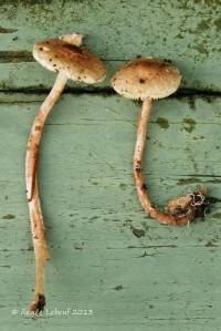 Lepiota echinella var. echinella image