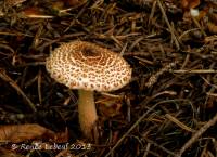 Lepiota fuscosquamea image