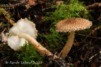 Lepiota fuscosquamea image