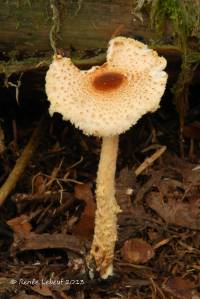 Lepiota magnispora image