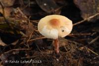 Lepiota neophana image