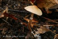 Lepiota neophana image