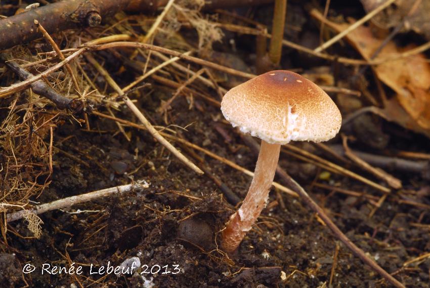 Lepiota echinella var. echinella image