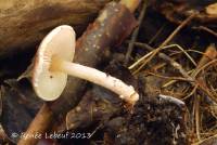 Lepiota echinella var. echinella image