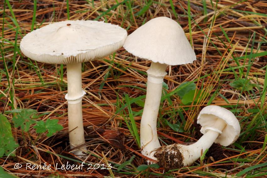 Leucoagaricus leucothites var. leucothites image