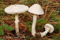 Leucoagaricus leucothites image