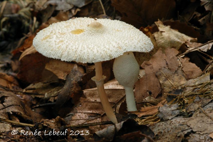 Leucocoprinus cepistipes image