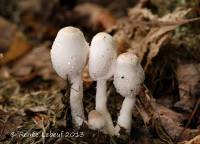 Leucocoprinus cepistipes image