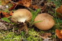 Lycoperdon lambinonii image