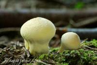 Image of Lycoperdon flavotinctum