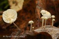 Marasmius epiphyllus image