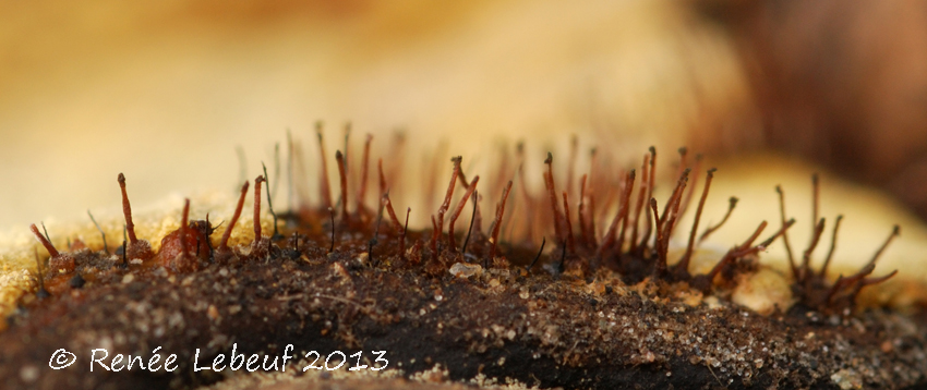 Melanospora lagenaria var. lagenaria image