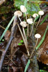 Mycena filopes image