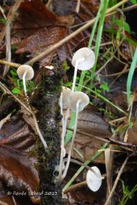 Mycena filopes var. filopes image