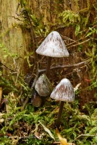 Mycena alcalina image