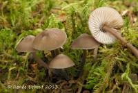 Mycena algeriensis image