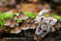 Mycena algeriensis image