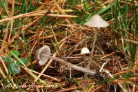 Mycena amicta image