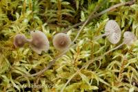 Mycena atroalboides image