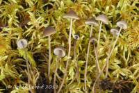 Mycena atroalboides image