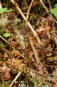 Mycena abramsii image