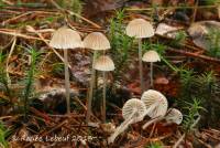 Mycena cinerella image