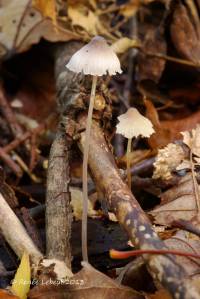 Mycena filopes image