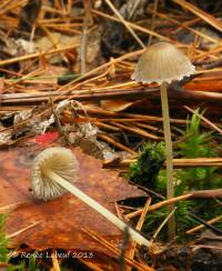 Mycena griseoviridis image