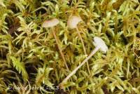 Mycena latifolia image