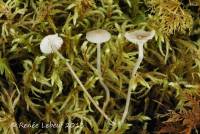 Mycena latifolia image