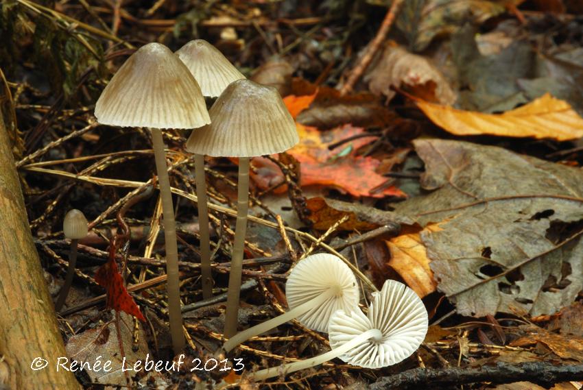 Mycena leptocephala image