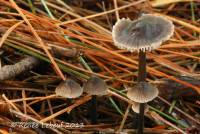 Mycena leptocephala image