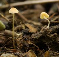 Mycena leptophylla image