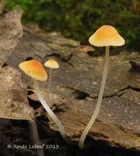 Mycena leptophylla image