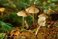 Mycena maculata image