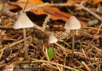 Mycena metata image