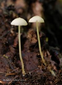 Mycena olida image