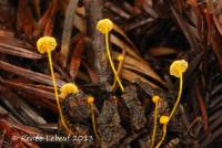 Mycena oregonensis image